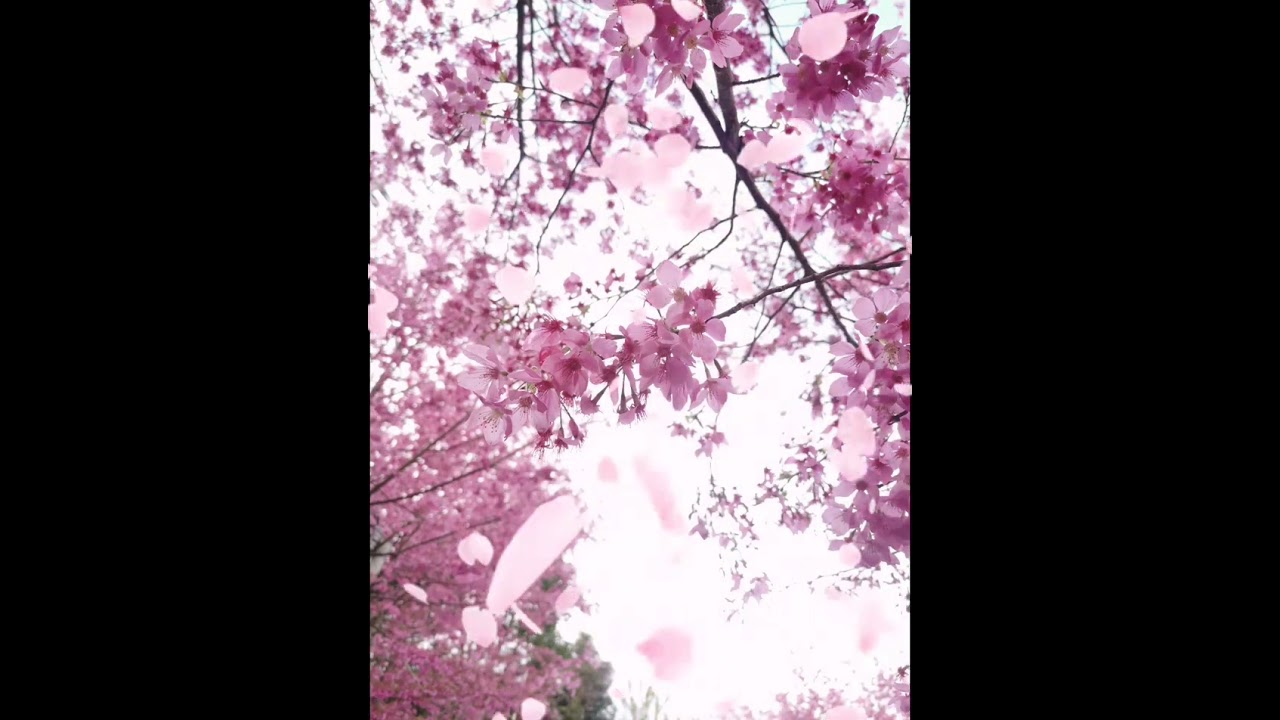 《恩典之雨Rain of Grace》—10分鐘親近神音樂Soaking Worship Music