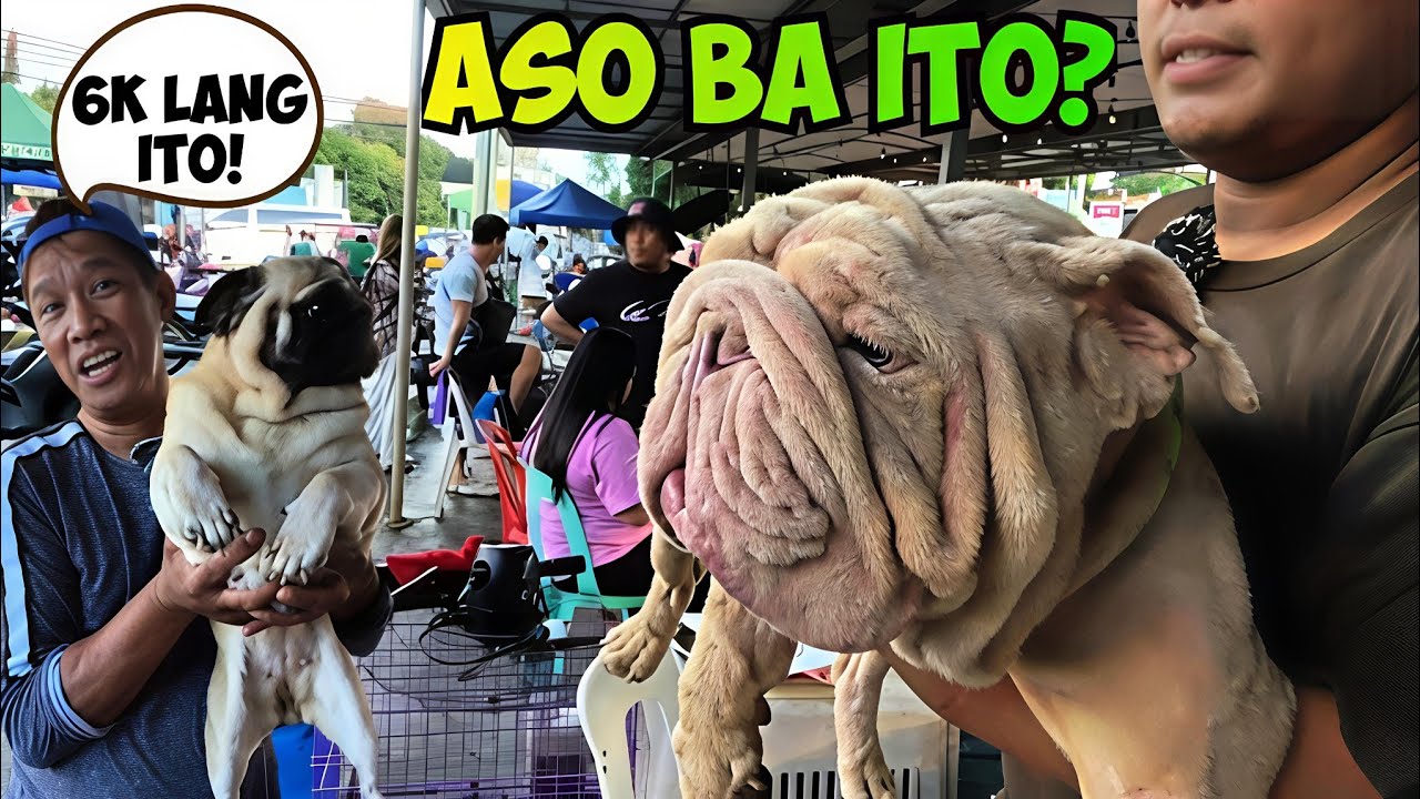 PASABOG NG MGA SELLERS SA GROTTO PET MARKET NGAYONG NOVEMBER 16, 2025!
