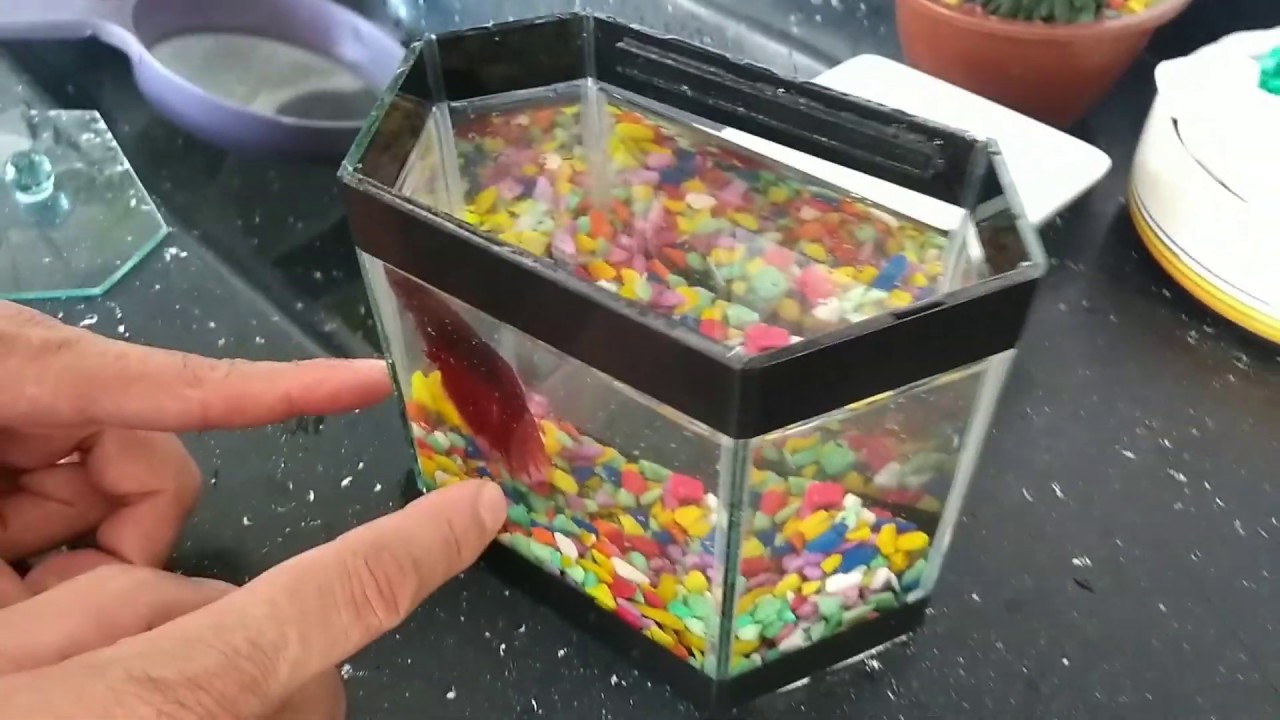 Como cuidar do seu peixe Betta