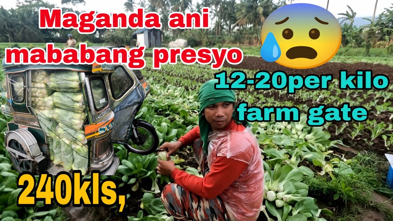 Bagsak presyo ang singkang