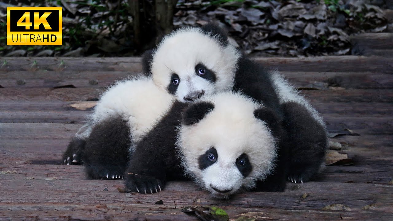 Baby Animals 4K (60FPS) — красивые осенние детеныши животных под расслабляющую музыку