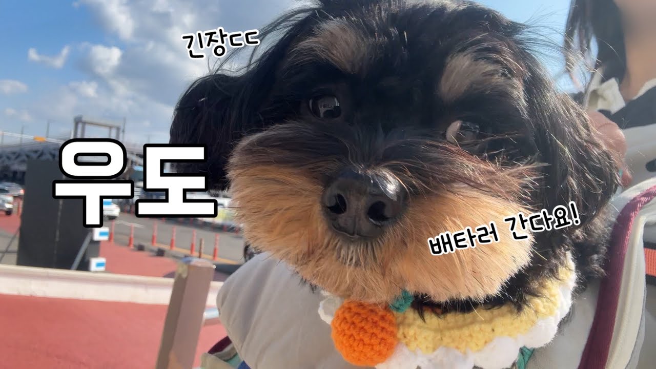 강아지랑 함께 하는 우도 여행의 모든 것🐶🚢신혼부부+강아지 제주도 보름살이 브이로그