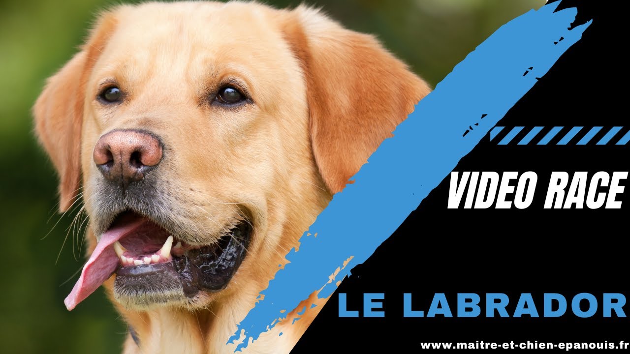 Race de chien Labrador : le point complet
