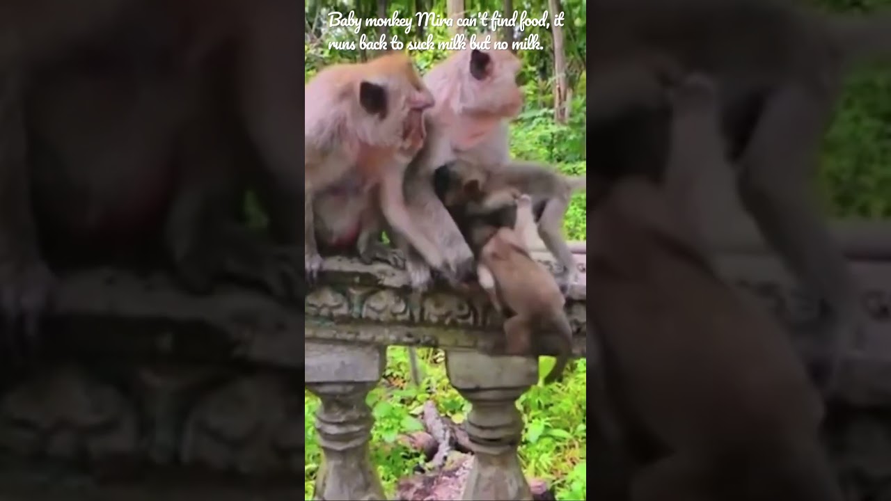 Baby monkey Mira can't find food, it runs back to suck milk but no milk.