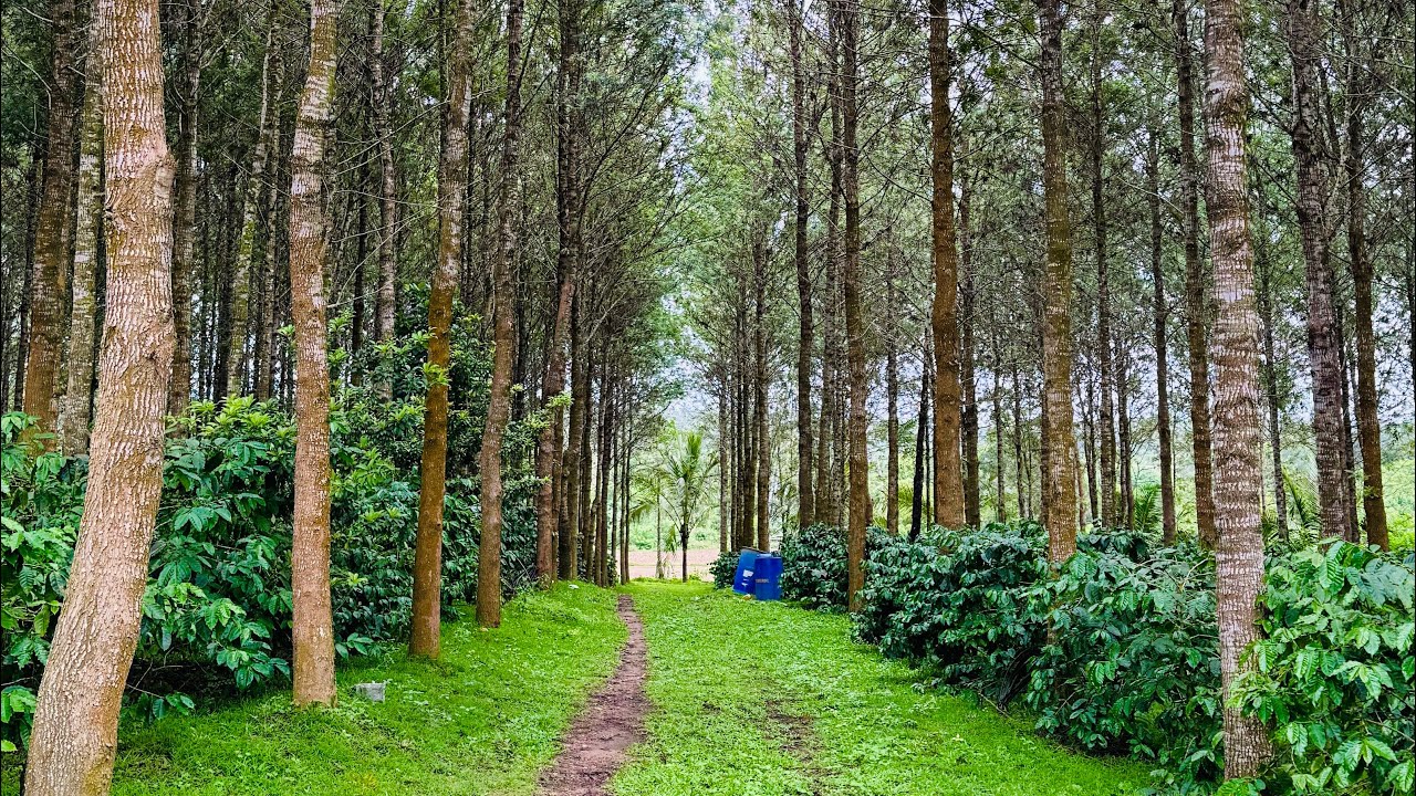 (#18) 9 acres land for sale near in between Hassan, sakleshpur 🌱