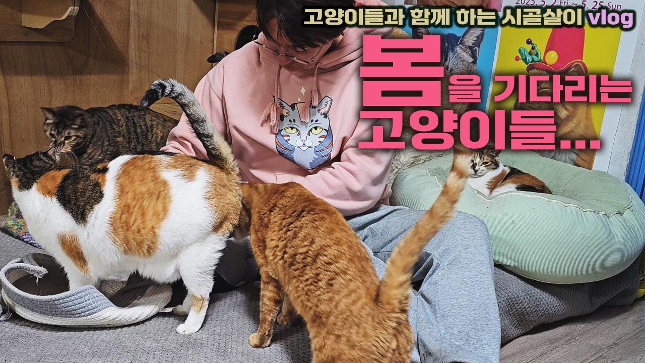 봄을 기다리는 고양이들? / 고양이들과 함께 하는 시골살이 vlog