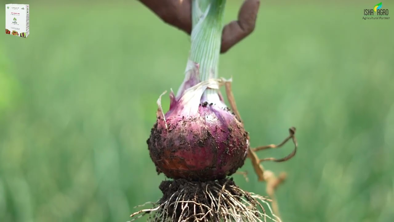 ProPaK - Onion crop farmer -2