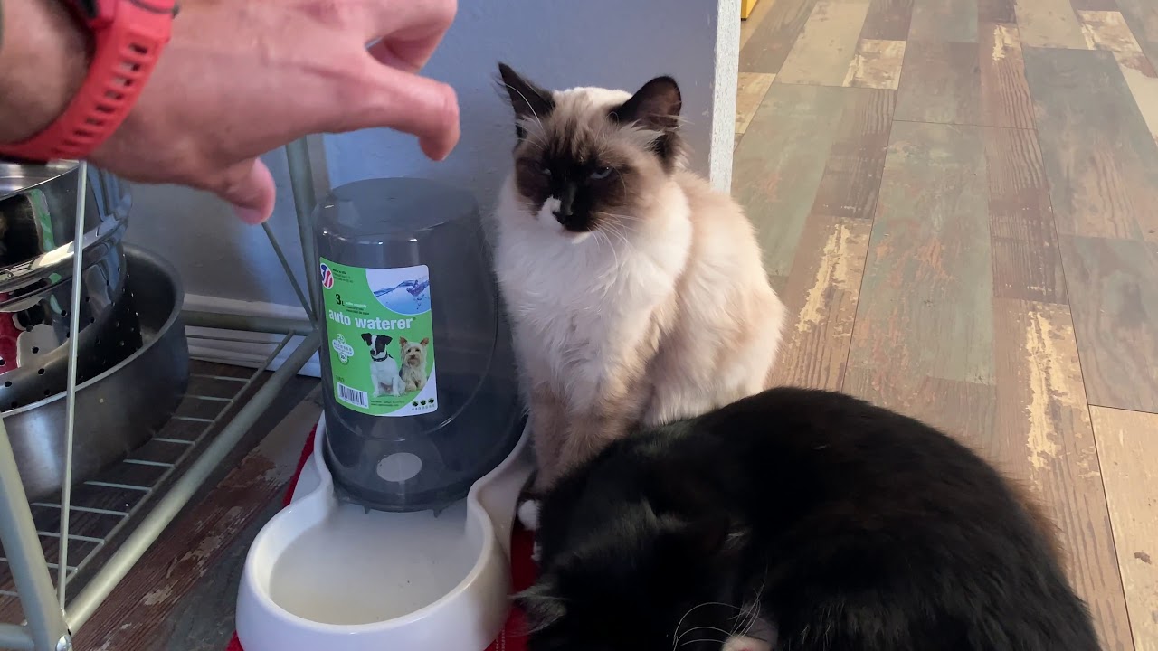 ★★★★★ Automatic Cat Water Bowl - Van Ness Auto Pet Waterer in Blue Size: 3 Liter