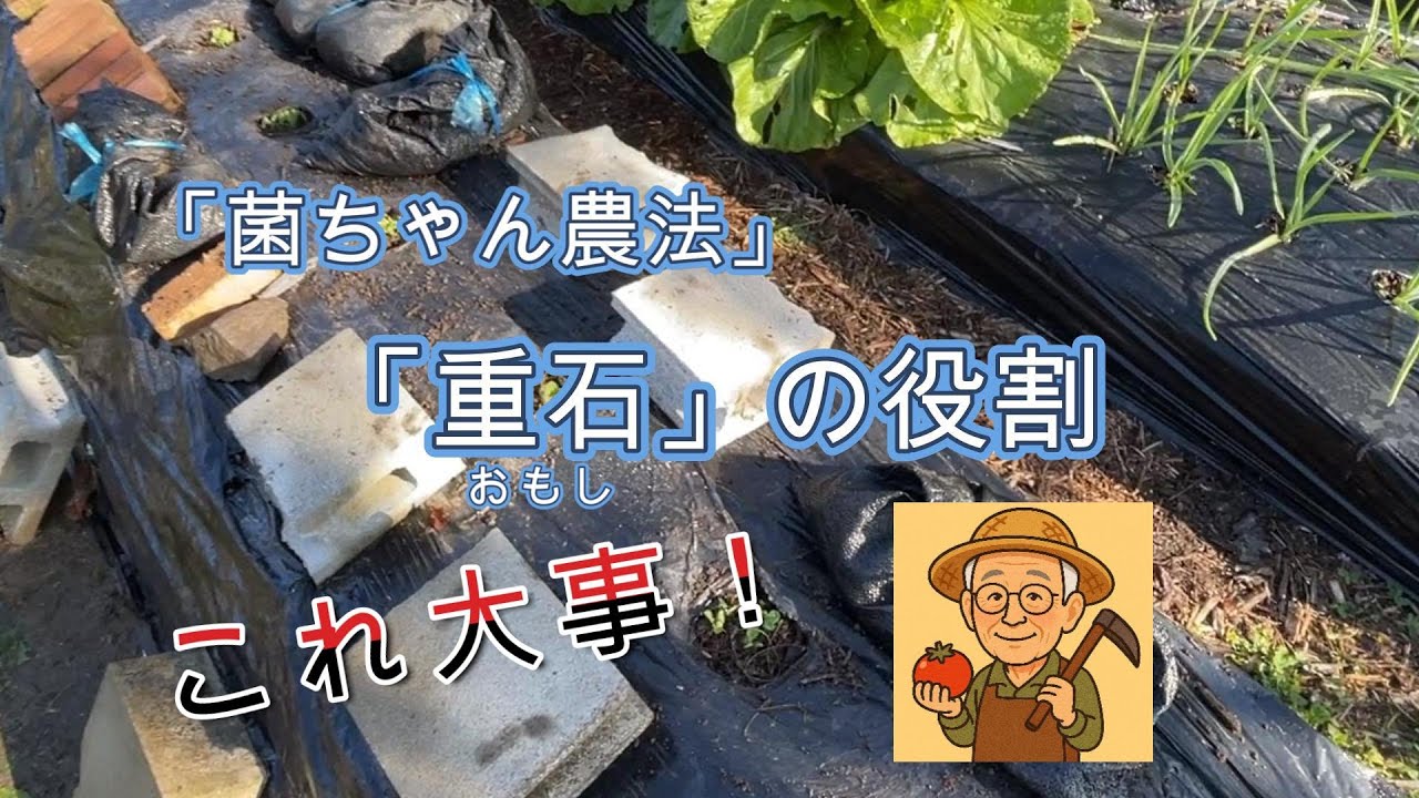 「菌ちゃん農法」これは大事！　「重石」の役割