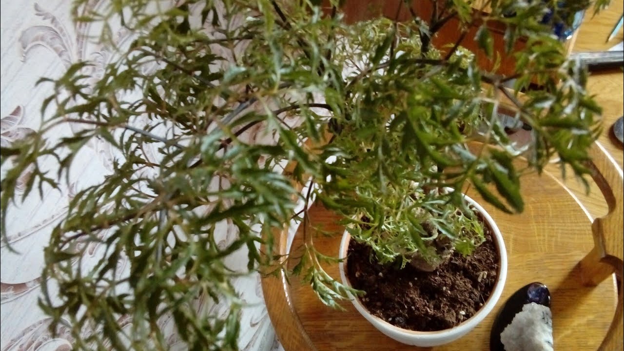 Полисциас filicifolia Bailey Эликсир жизни Уход и размножение в домашних условиях