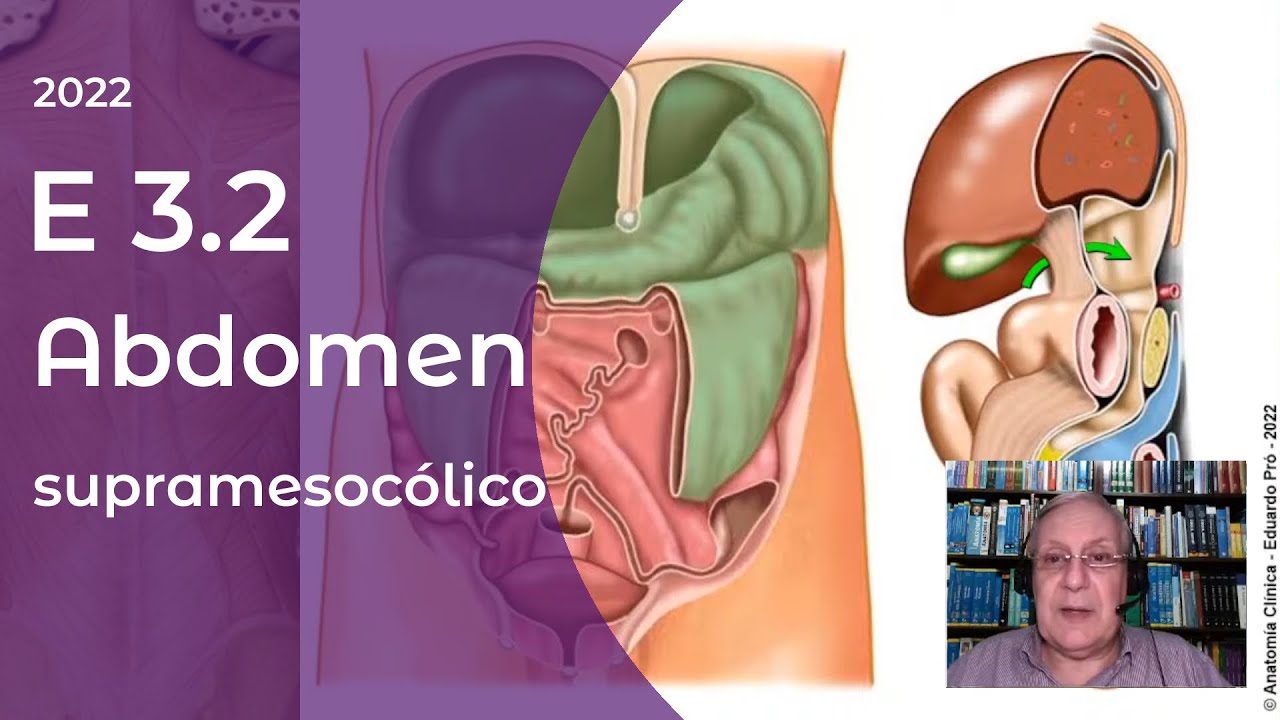 E3.2 | Abdomen supramesoc&oacute;lico | Profesor Eduardo A. Pr&oacute; | Anatom&iacute;a 2 | FMed UBA