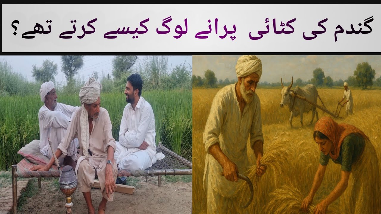 1947 سے پہلے گندم کی کٹائی — پرانے لوگ کیسے کرتے تھے؟