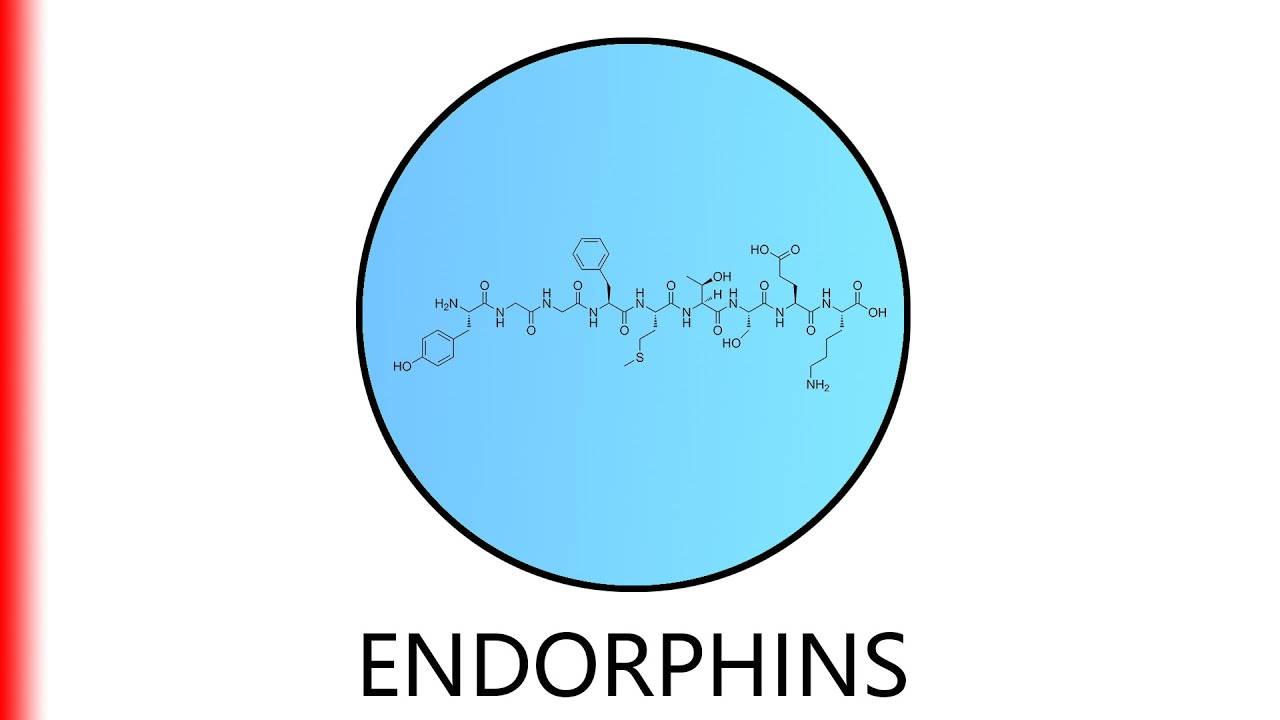 ENDORPHINS.