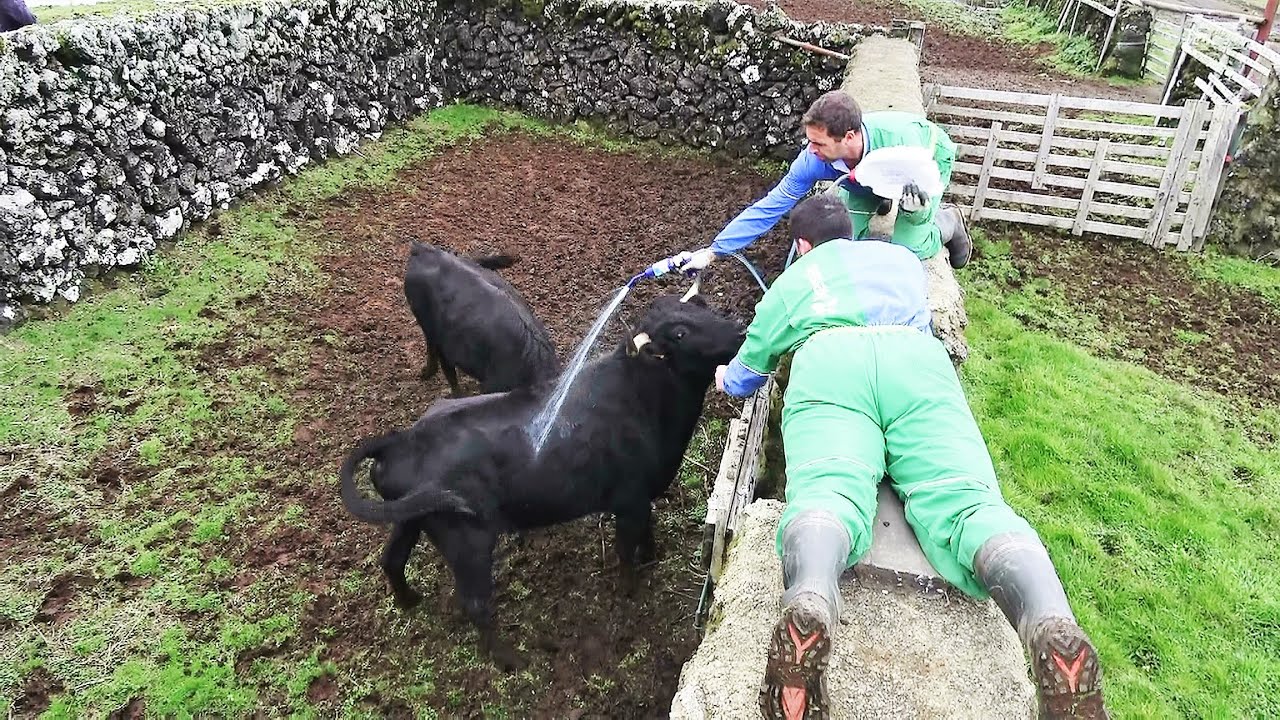 JAF New Bulls 2023/2024 - Terceira Island - Azores - Portugal