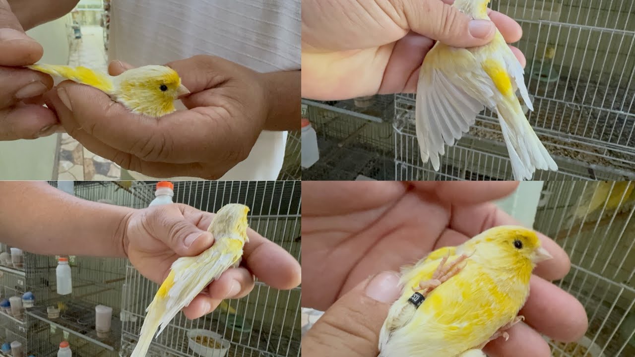 CANÁRIO ÁGATA AMARELO INCRÍVEL 🔥Veja os detalhes dessa cor