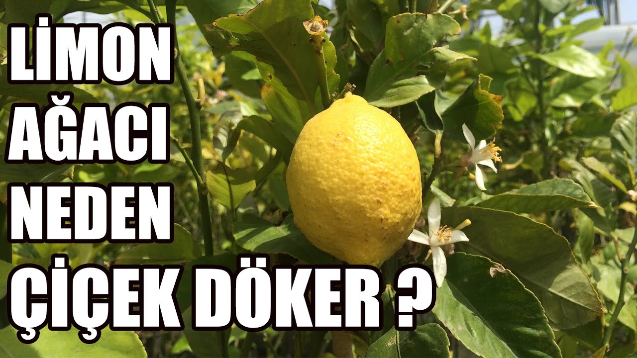 Limon Ağacı Çiçek Döküyor | Nedeni Ve Çözümü ?