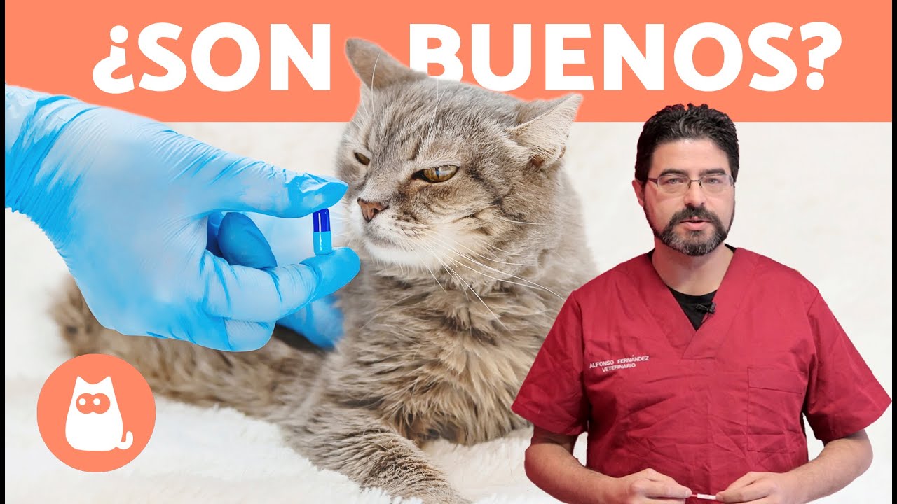Anticonceptivos para GATAS - Ventajas vs Efectos Secundarios
