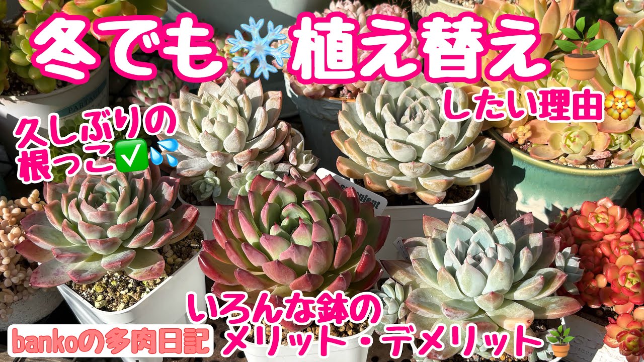 【多肉日記#343】大きい鉢と小さい鉢🪴メリット・デメリットとは🏵️植えて２年以上の鉢の植え替え🪴