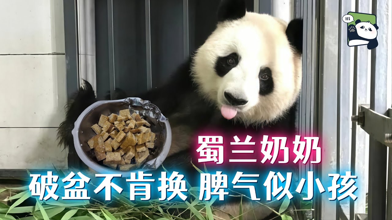 破盆不肯换，脾气似小孩，可爱老寿星蜀兰奶奶的故事