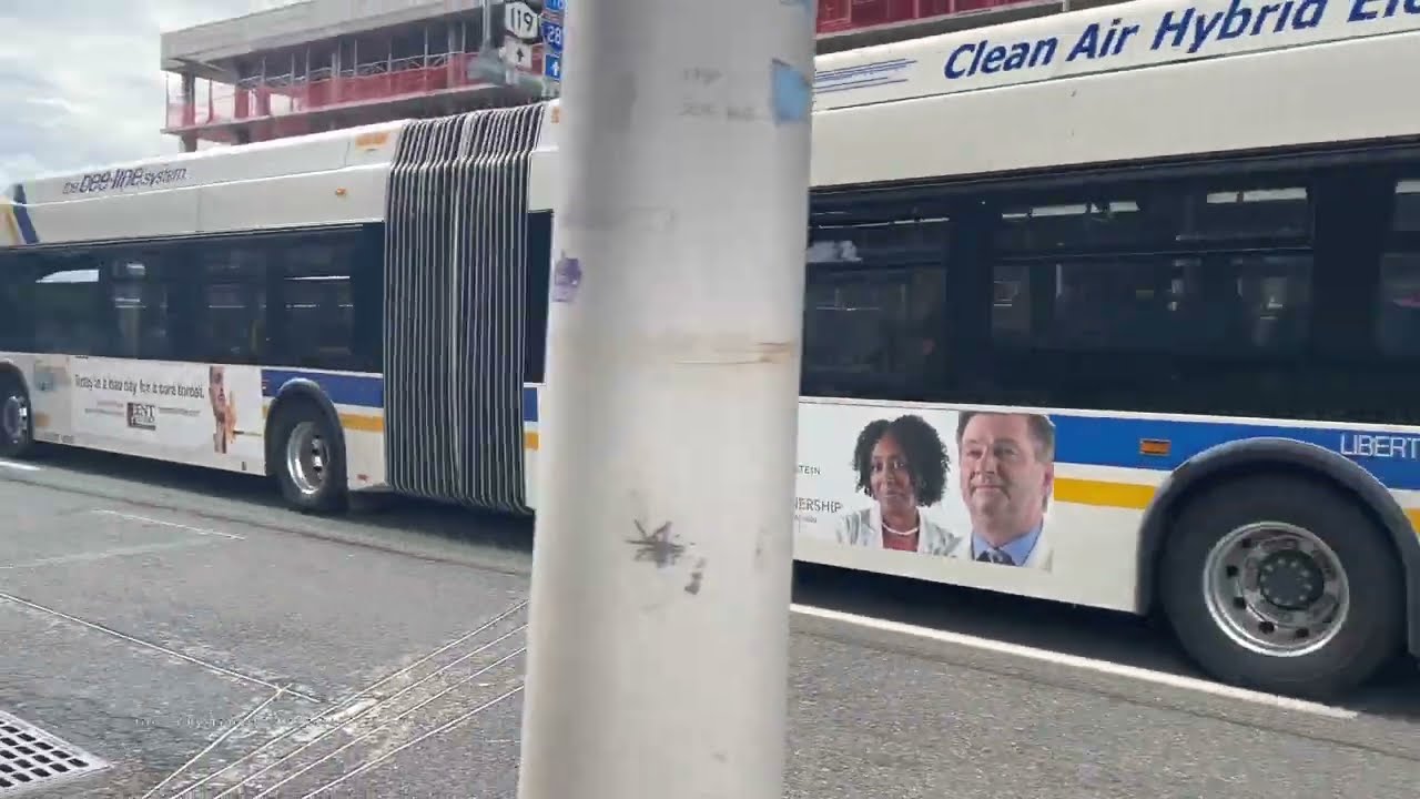 Beeline Buses in White Plains, New York 2023 (Close to New York City!)