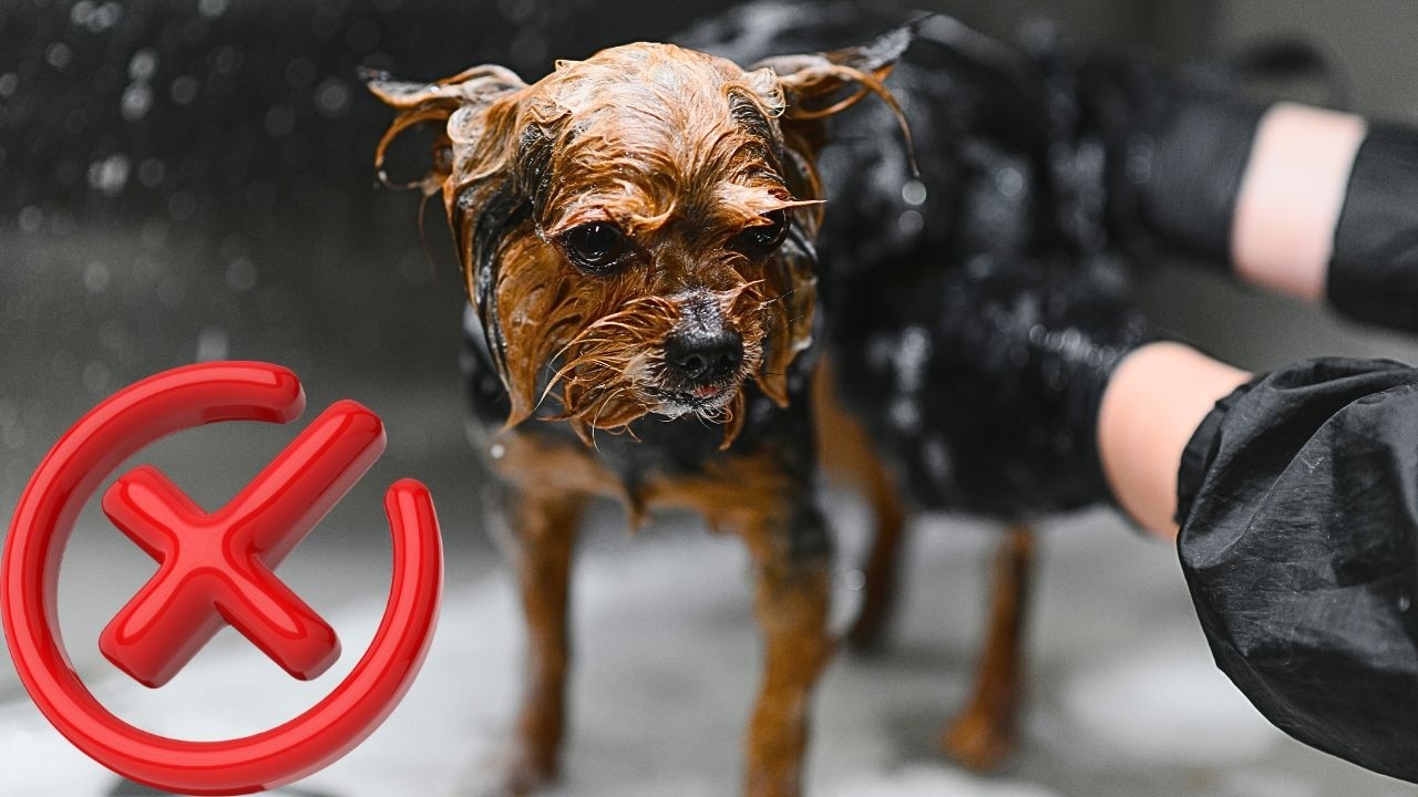 O VERDADEIRO SEGREDO DA FORMA DE BANHAR UM CÃO E ACABAR COM COCEIRA E DERMATITE