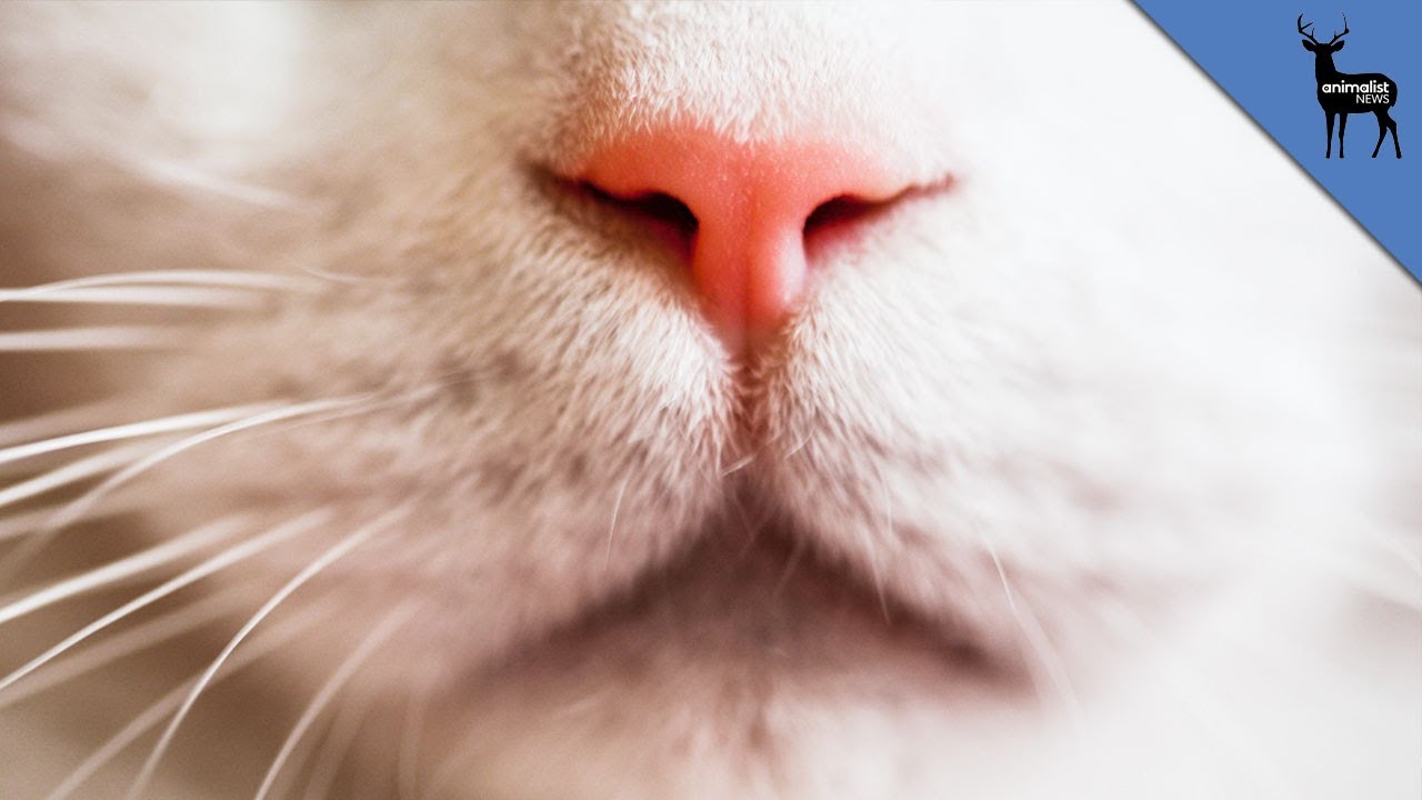 Cat Acne Is A Real Thing  (With KaeyiDream)