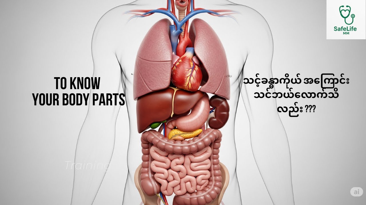 #To Know Your Body Parts #သင့်ခန္ဓာကိုယ် အစိတ်အပိုင်းတွေအကြောင်း သင်ဘယ်လောက်သိလည်း #healthknowledge