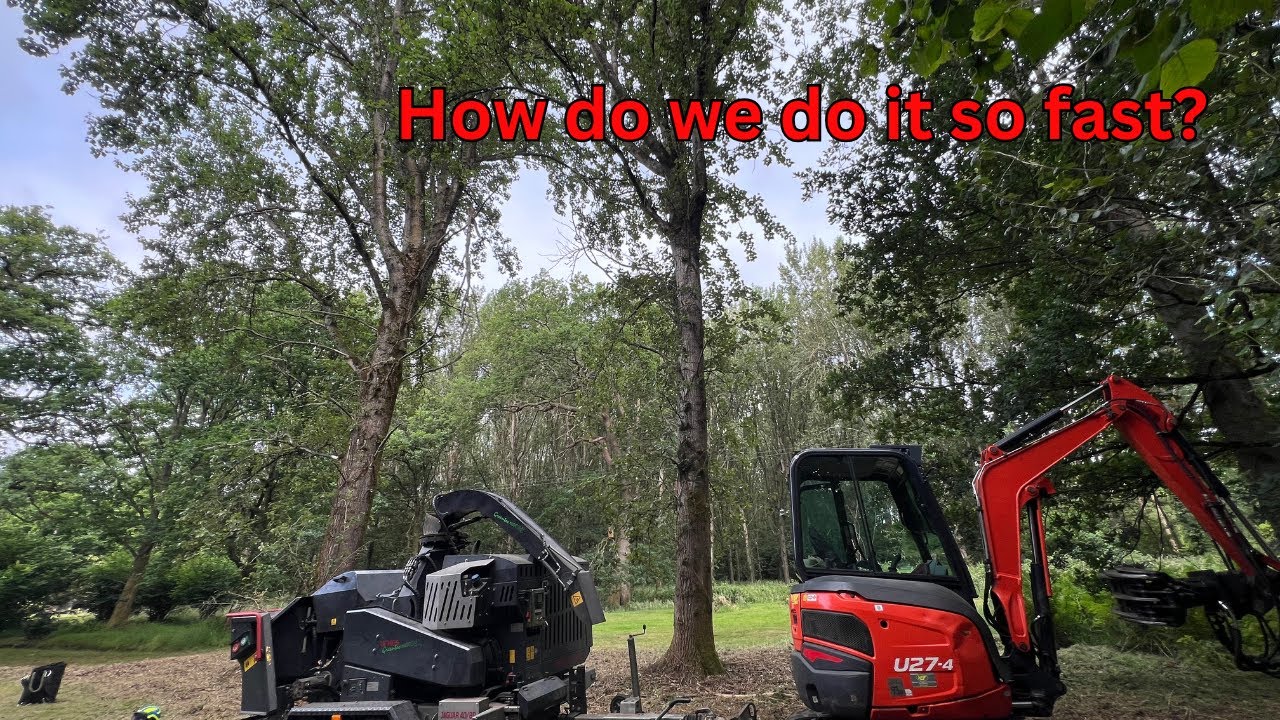 How we got these 2 monster trees down by lunch!