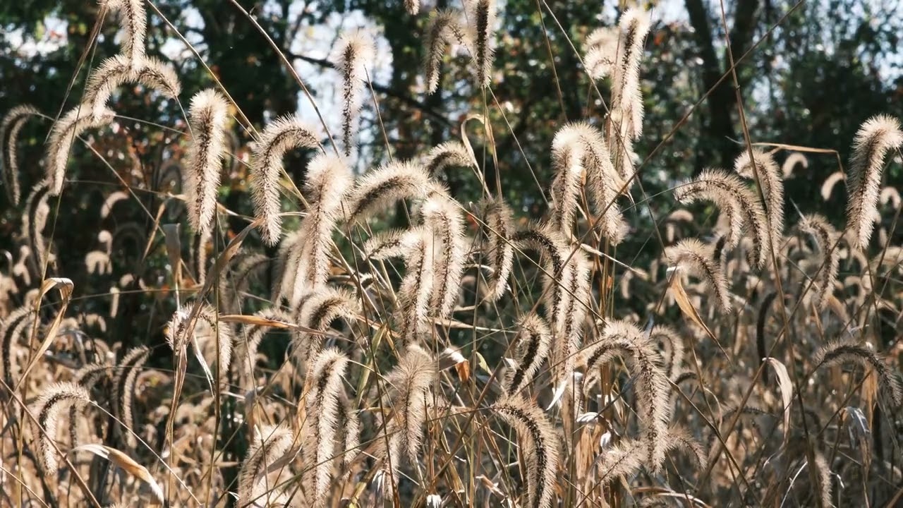 Relaxing Country Side Ambience Sounds Episode 5