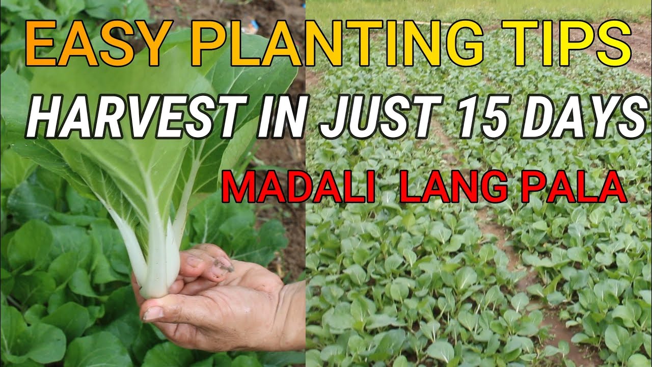 from day 1 to harvest || how to plant cabbage (pechay) #easy tips!