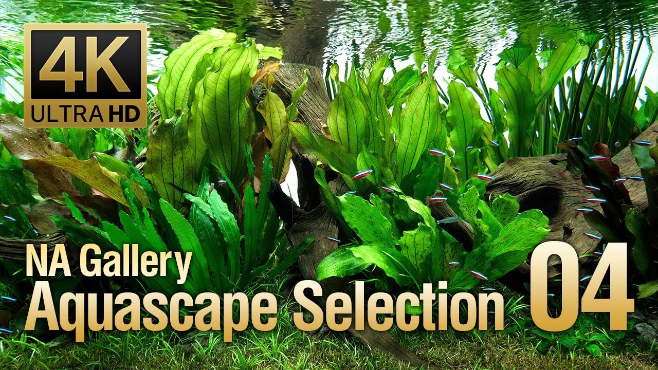 [ADAview] -4K- NA Gallery Aquascape Selection vol.4  ネイチャーアクアリウムギャラリー 水景セレクション4