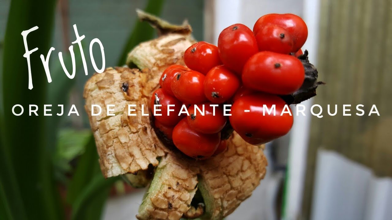 Oreja de elefante  / Alocasia / Marquesa