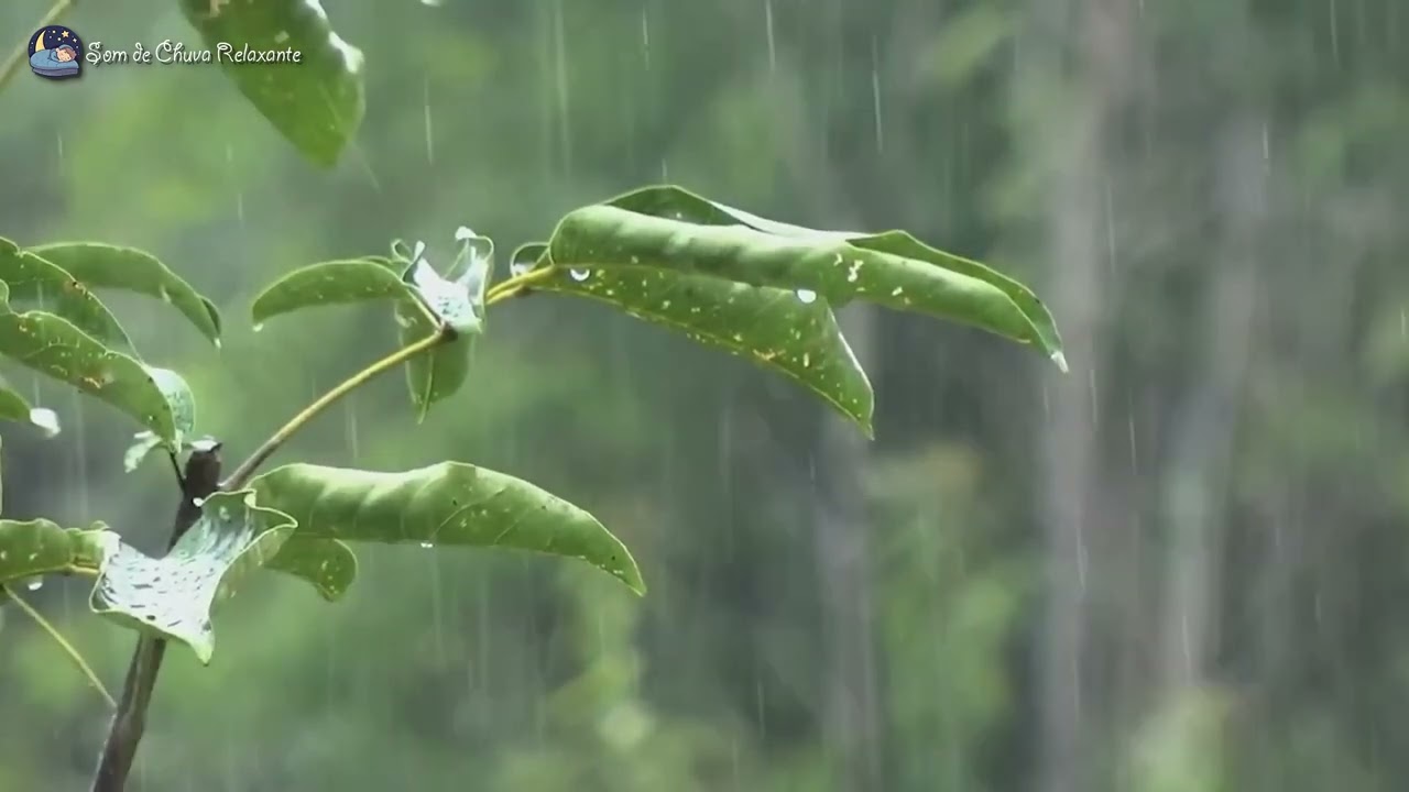 Som de Chuva para Dormir e Relaxar 🌧️ 8 HORAS de Chuva nos galhos das árvores para Dormir