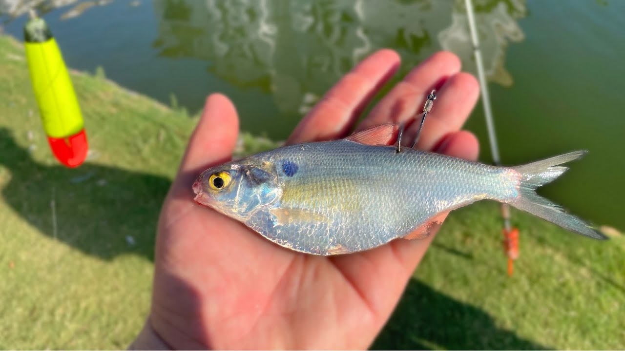 Fishing w/ JUMBO LIVEBAIT in the URBAN POND! (They Got Eaten)