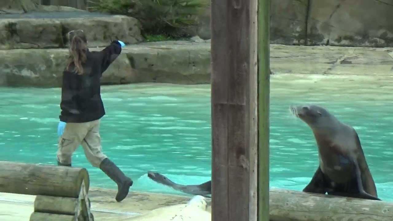 Sea Lion show at Blackpool Zoo 2024