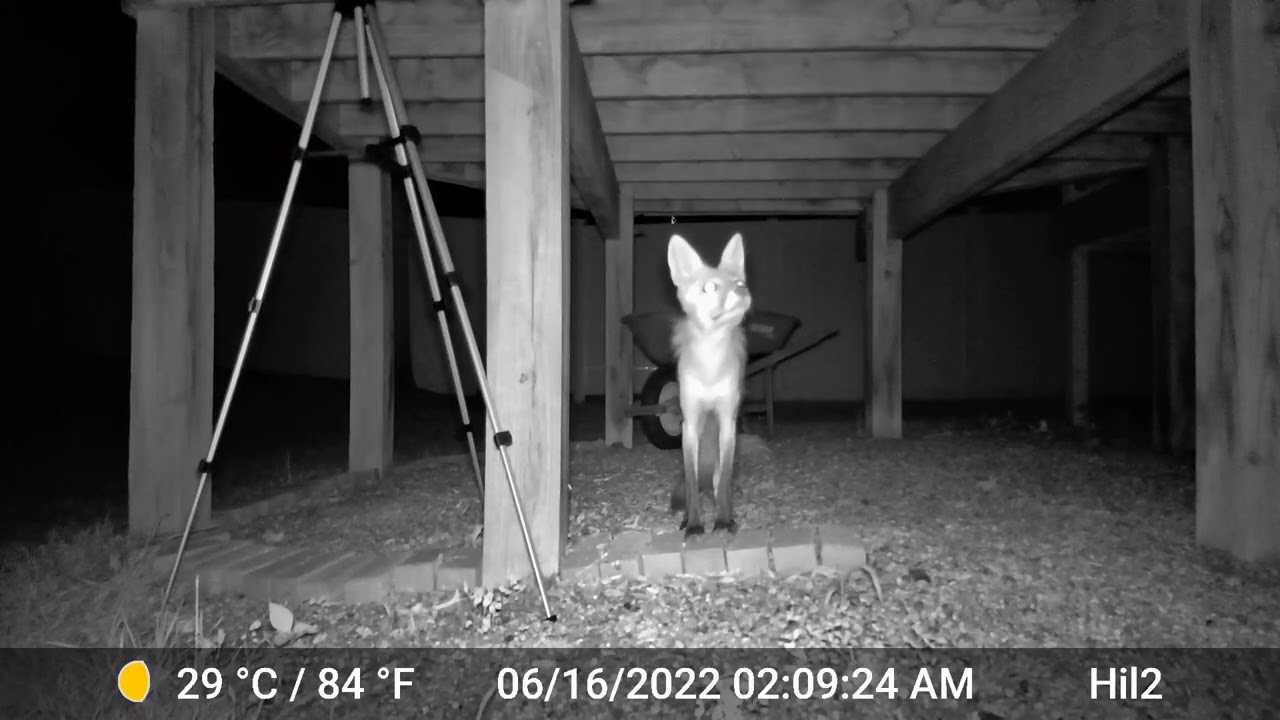 Fox attacks and kills four baby robins in nest -- Graphic Footage!!!