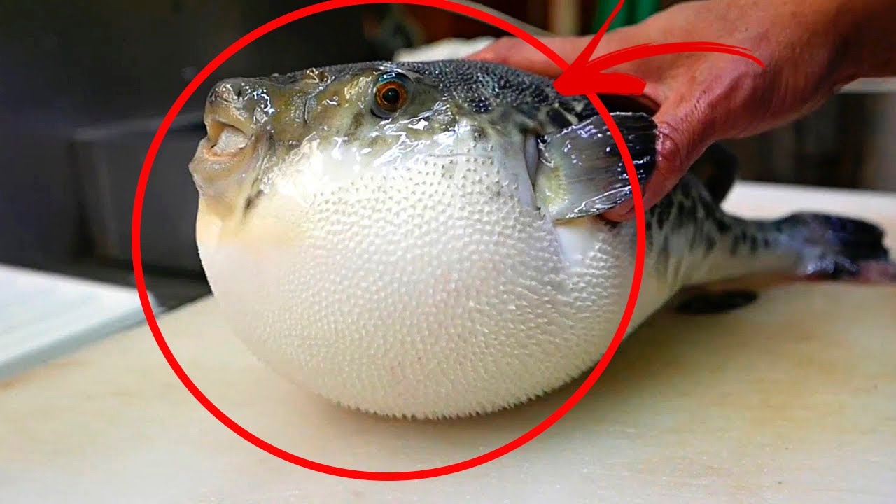 Ryba Fugu. Najdroższy Przysmak dla 