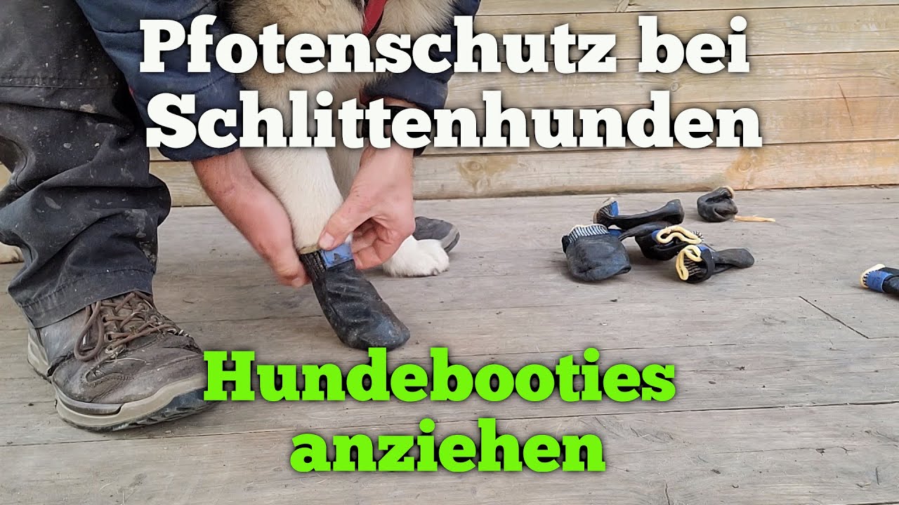 Pfotenschutz beim Schlittenhund - Hundebooties anziehen