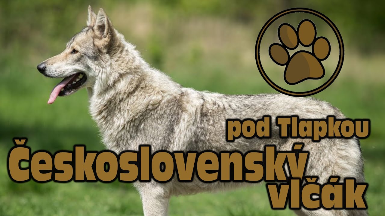 ČESKOSLOVENSK&Yacute; VLČ&Aacute;K | O PLEMENU