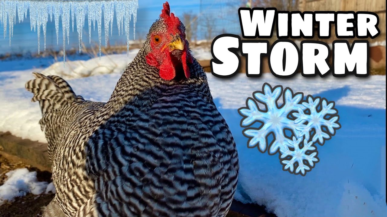 Snow Storm has The Chickens Cooped Up!