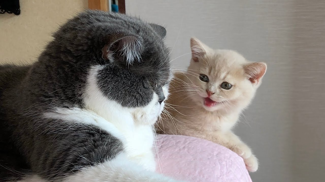 よく喋る猫