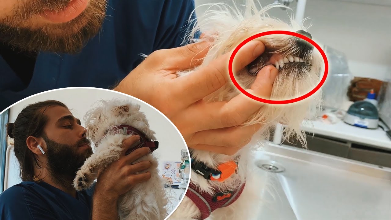 O Dişler Düşecek! ☺️ Veteriner Kliniğime İlk Ziyaretlerinde Nasıl Davrandılar?