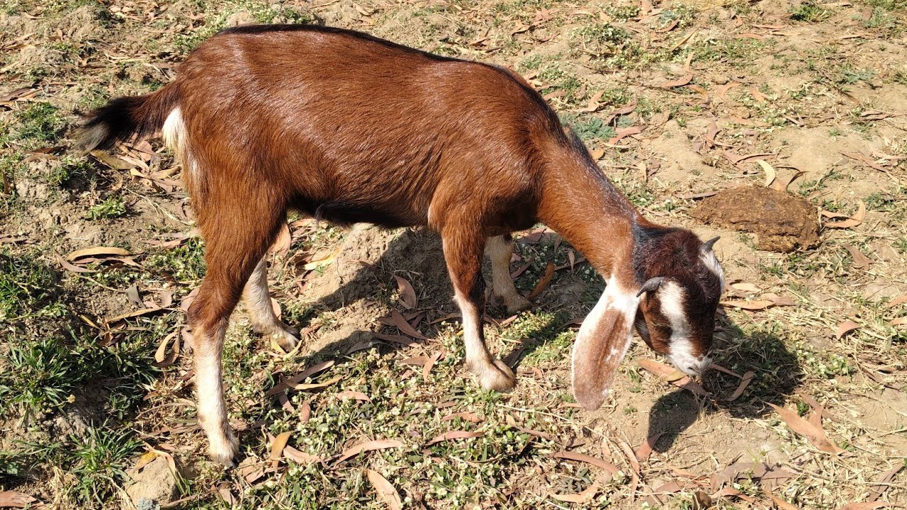 1 Bakri = ₹____ Profit 😱 | Real Bakri Palan Sach 💰🐐