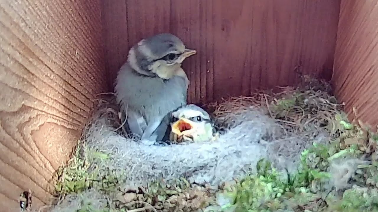 28th May 2021 - Almost there, longer video - Blue tit nest box live camera highlights