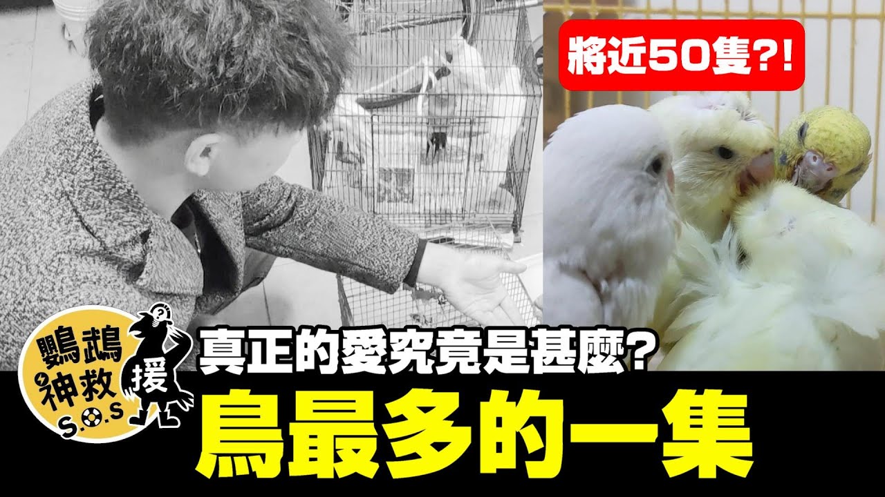 最多鳥的一次!真正的愛究竟是甚麼?養鸚鵡迷思大破解！【鸚鵡神救援 屈雲到你家】