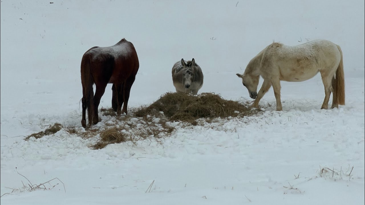 Good Morning. Old lady getting horse chores done 😂 