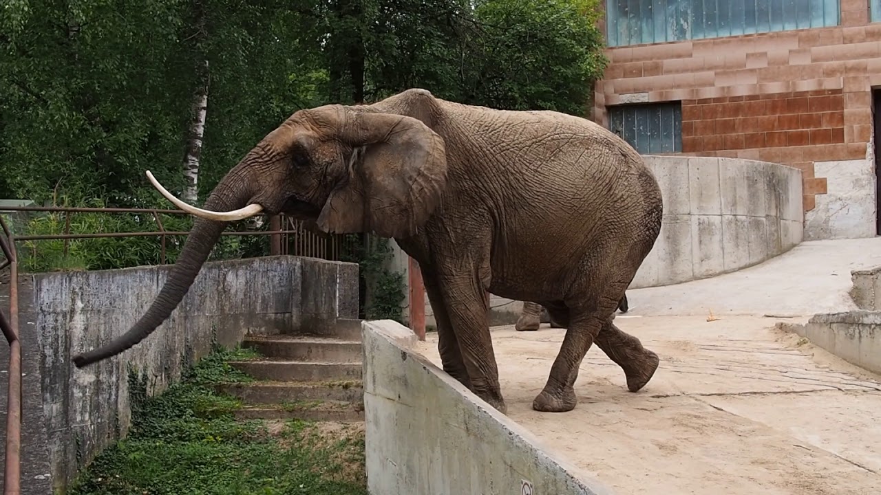 zoo Bojnice slony