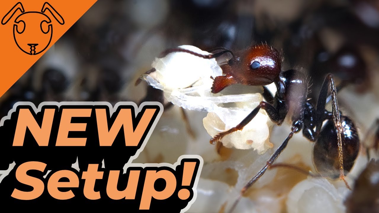Messor Colony Moving into Dirt Formicarium