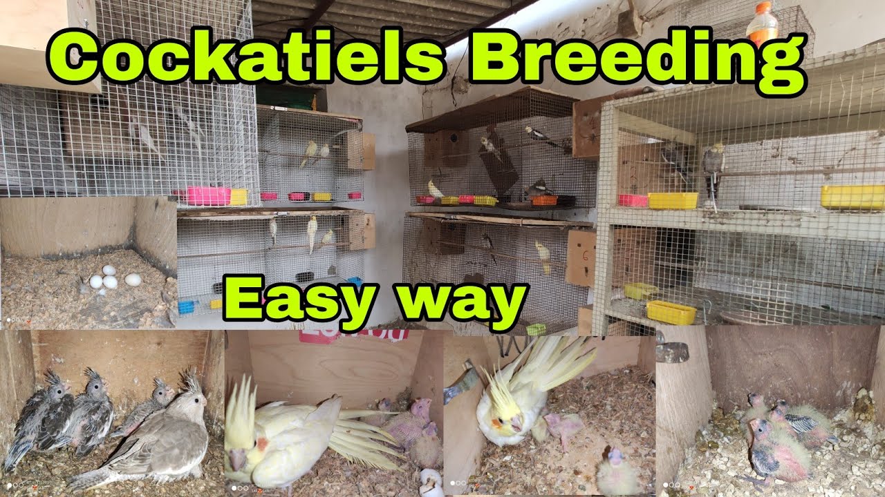 #Cockatiel's  Extraordinary #Breeding, Easy way of #Cockatiel #Breeding, Some #Breeding #Tip's
