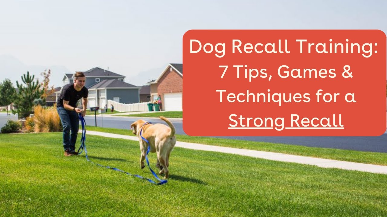 Dog Recall Training: 7 Tips, Games, and Techniques for a Strong Recall